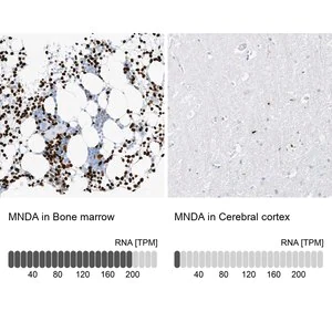 Merck Anti-MNDA antibody produced in rabbit