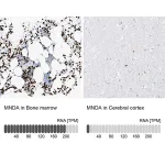 Merck Anti-MNDA antibody produced in rabbit