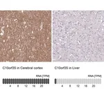 Merck Anti-C10orf35 antibody produced in rabbit