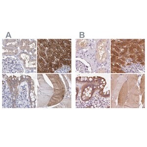 Merck Anti-UGP2 antibody produced in rabbit