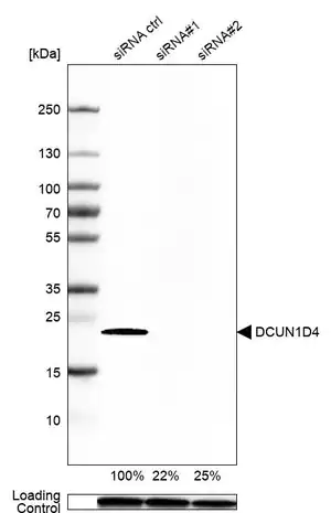 Merck Anti-DCUN1D4 antibody produced in rabbit