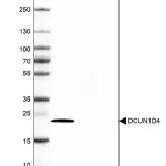 Merck Anti-DCUN1D4 antibody produced in rabbit