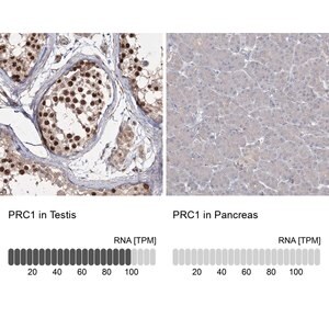 Merck Anti-PRC1 antibody produced in rabbit