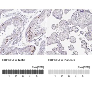 Merck Anti-PKDREJ antibody produced in rabbit