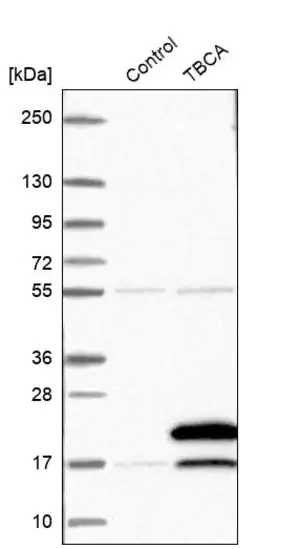 Merck Anti-TBCA antibody produced in rabbit