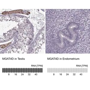 Merck Anti-MGAT4D antibody produced in rabbit