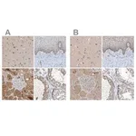 Merck Anti-SCFD2 antibody produced in rabbit