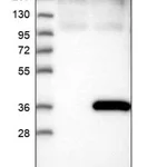 Merck Anti-DHRS9 antibody produced in rabbit