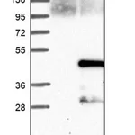 Merck Anti-CCNJ antibody produced in rabbit