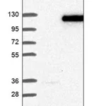 Merck Anti-PCDHGA1 antibody produced in rabbit