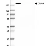 Merck Anti-DDX46 antibody produced in rabbit