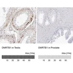 Merck Anti-DMRTB1 antibody produced in rabbit