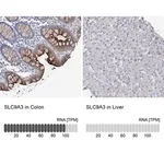 Merck Anti-SLC9A3 antibody produced in rabbit