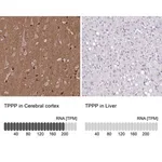 Merck Anti-TPPP antibody produced in rabbit