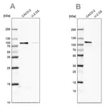 Merck Anti-LARP4B antibody produced in rabbit