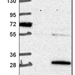Merck Anti-COMMD3 antibody produced in rabbit