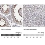 Merck Anti-DPCD antibody produced in rabbit