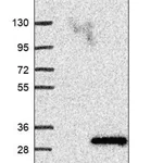 Merck Anti-ANAPC15 antibody produced in rabbit