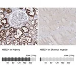 Merck Anti-HIBCH antibody produced in rabbit