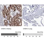 Merck Anti-CHDH antibody produced in rabbit