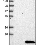 Merck Anti-ANKRD37 antibody produced in rabbit
