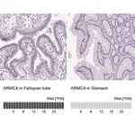 Merck Anti-ARMC4 antibody produced in rabbit