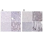 Merck Anti-HNRNPA0 antibody produced in rabbit
