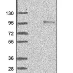 Merck Anti-ZFAND4 antibody produced in rabbit