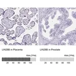 Merck Anti-LIN28B antibody produced in rabbit