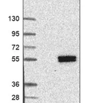 Merck Anti-POGLUT1 antibody produced in rabbit