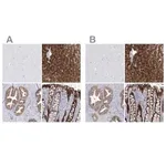 Merck Anti-UGDH antibody produced in rabbit
