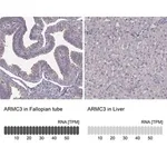 Merck Anti-ARMC3 antibody produced in rabbit