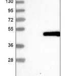 Merck Anti-STN1 antibody produced in rabbit