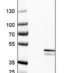 Merck Anti-TRUB1 antibody produced in rabbit