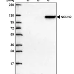 Merck Anti-NSUN2 antibody produced in rabbit