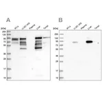 Merck Anti-SHTN1 antibody produced in rabbit