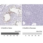 Merck Anti-C10orf53 antibody produced in rabbit