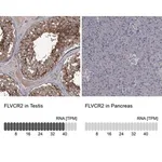 Merck Anti-FLVCR2 antibody produced in rabbit