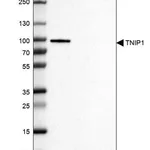 Merck Anti-TNIP1 antibody produced in rabbit