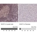 Merck Anti-SCAF11 antibody produced in rabbit