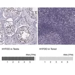 Merck Anti-H1FOO antibody produced in rabbit