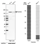 Merck Anti-POLR3A antibody produced in rabbit