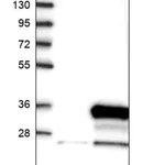 Merck Anti-N4BP2L1 antibody produced in rabbit