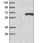 Merck Anti-IFIT5 antibody produced in rabbit