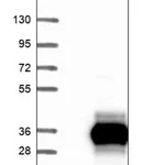 Merck Anti-ZCCHC10 antibody produced in rabbit