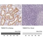 Merck Anti-TMEM174 antibody produced in rabbit