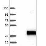Merck Anti-SLC19A3 antibody produced in rabbit