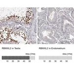 Merck Anti-RBMXL2 antibody produced in rabbit