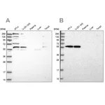 Merck Anti-SAAL1 antibody produced in rabbit