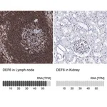 Merck Anti-DEF6 antibody produced in rabbit